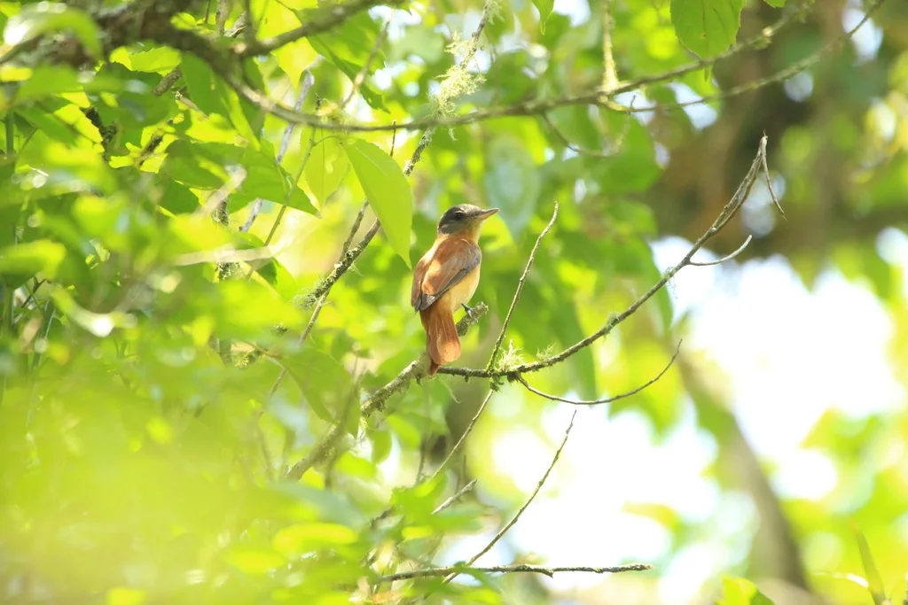 褐尾阿蒂霸鹟(Attila phoenicurus)