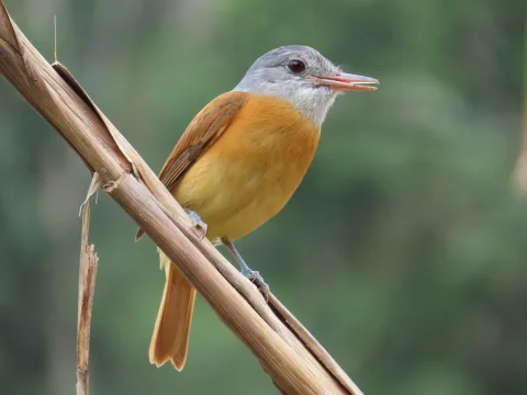 灰头阿蒂霸鹟