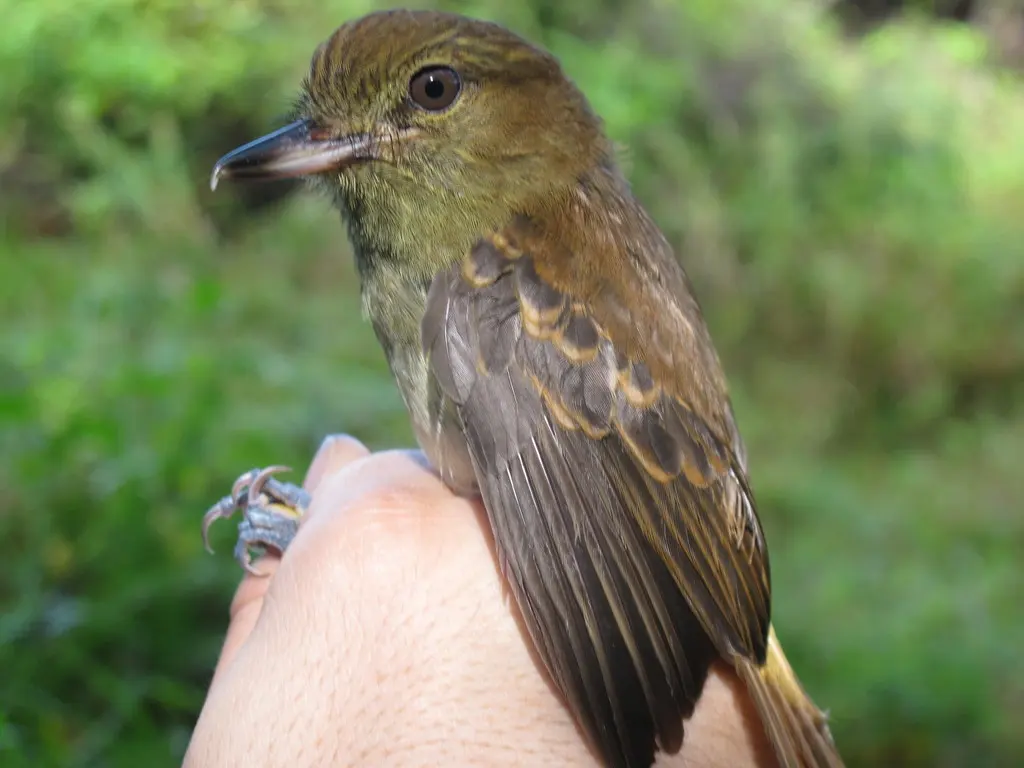 亮腰阿蒂霸鹟(Attila spadiceus)