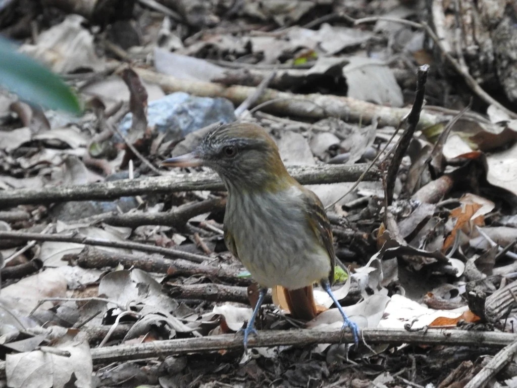 亮腰阿蒂霸鹟(Attila spadiceus)