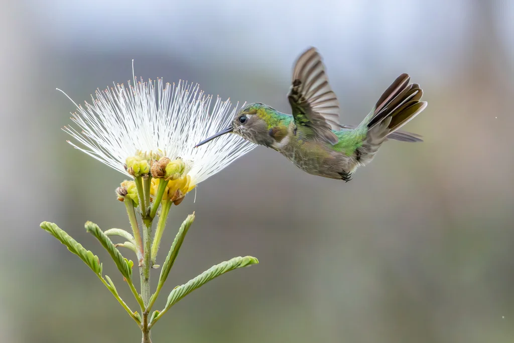 妆脸蜂鸟(Augastes lumachella)