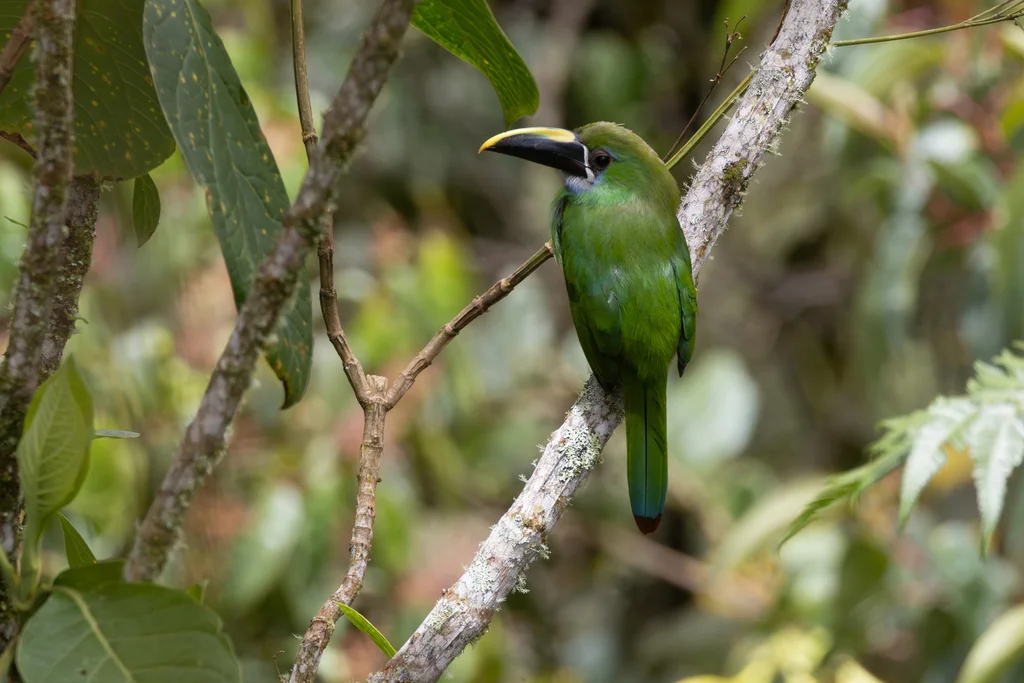 白喉巨嘴鸟(Aulacorhynchus albivitta)