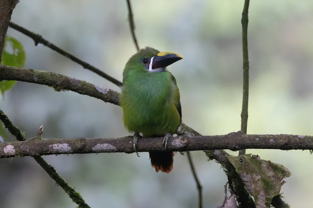 白喉巨嘴鸟(Aulacorhynchus albivitta)