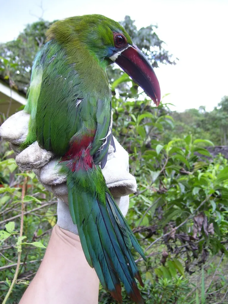 绯腰巨嘴鸟(Aulacorhynchus haematopygus)