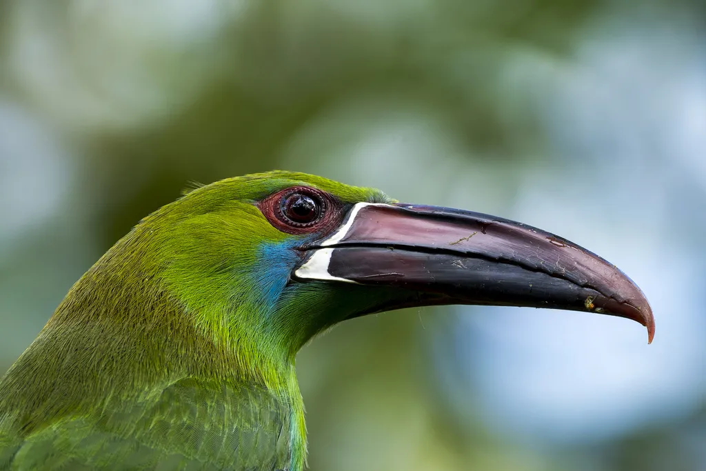绯腰巨嘴鸟(Aulacorhynchus haematopygus)
