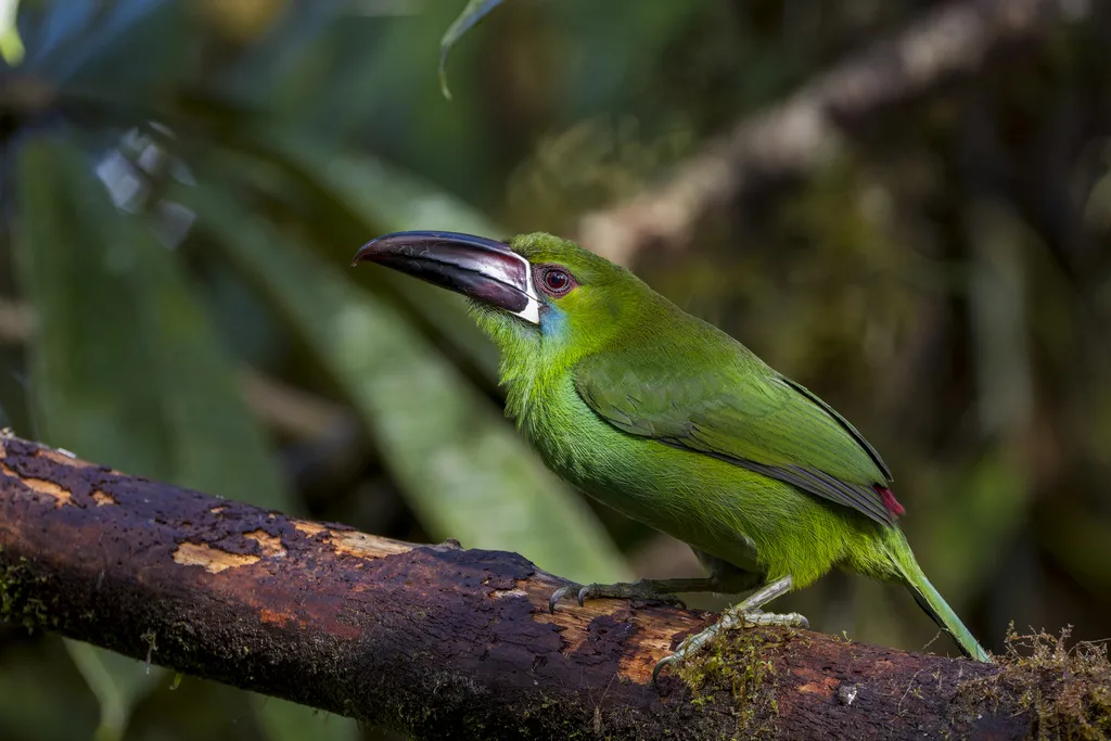 绯腰巨嘴鸟(Aulacorhynchus haematopygus)