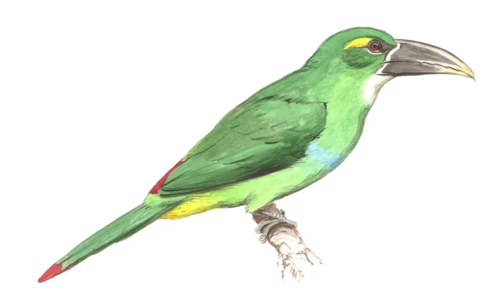 黄额巨嘴鸟(Aulacorhynchus huallagae)