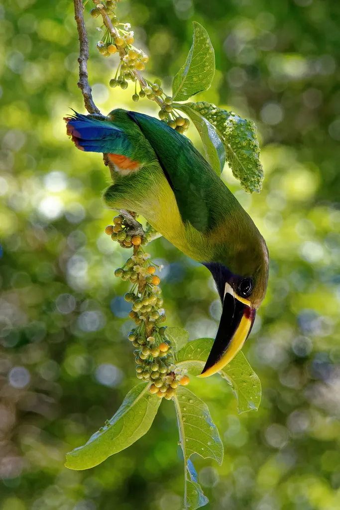 绿巨嘴鸟(Aulacorhynchus prasinus)