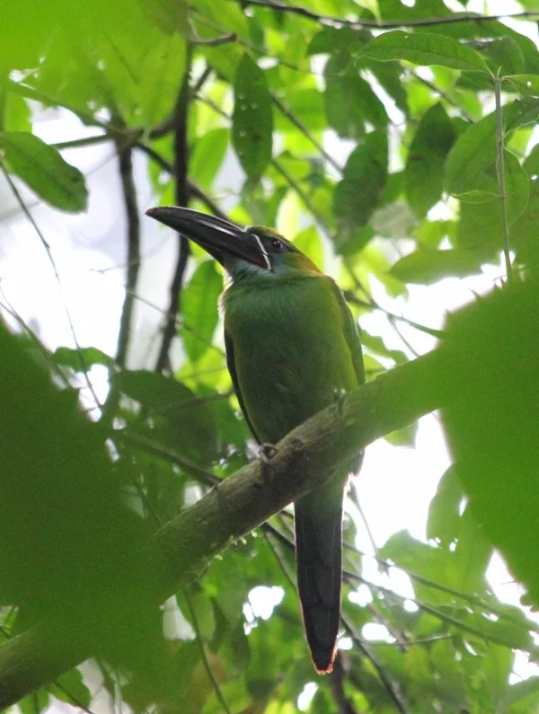 怀氏巨嘴鸟(Aulacorhynchus whitelianus)