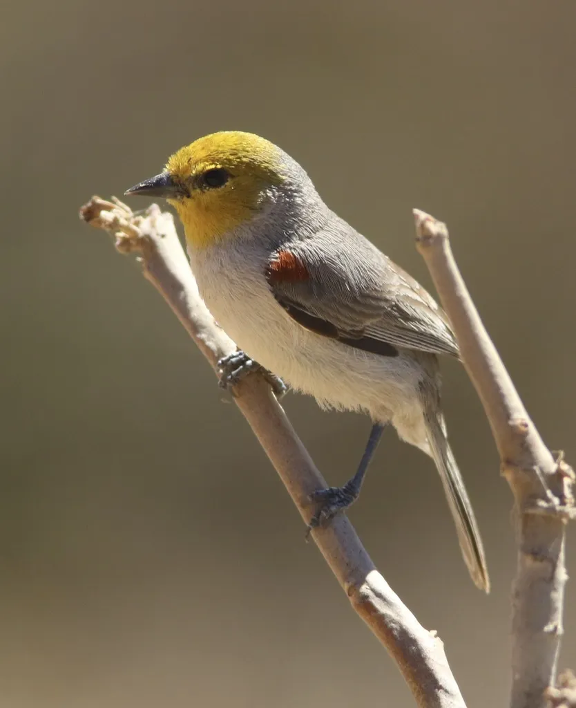 黄头金雀(Auriparus flaviceps)