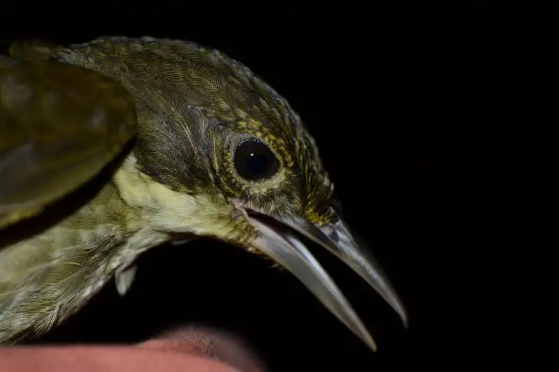 绿背拾叶雀(Automolus infuscatus)