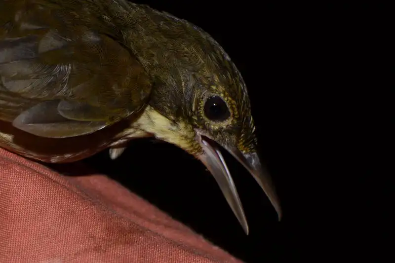 绿背拾叶雀(Automolus infuscatus)