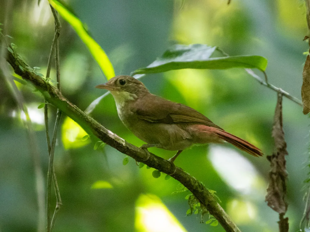 栗冠拾叶雀(Automolus rufipileatus)