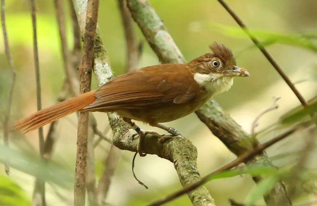 棕胸拾叶雀(Automolus lammi)