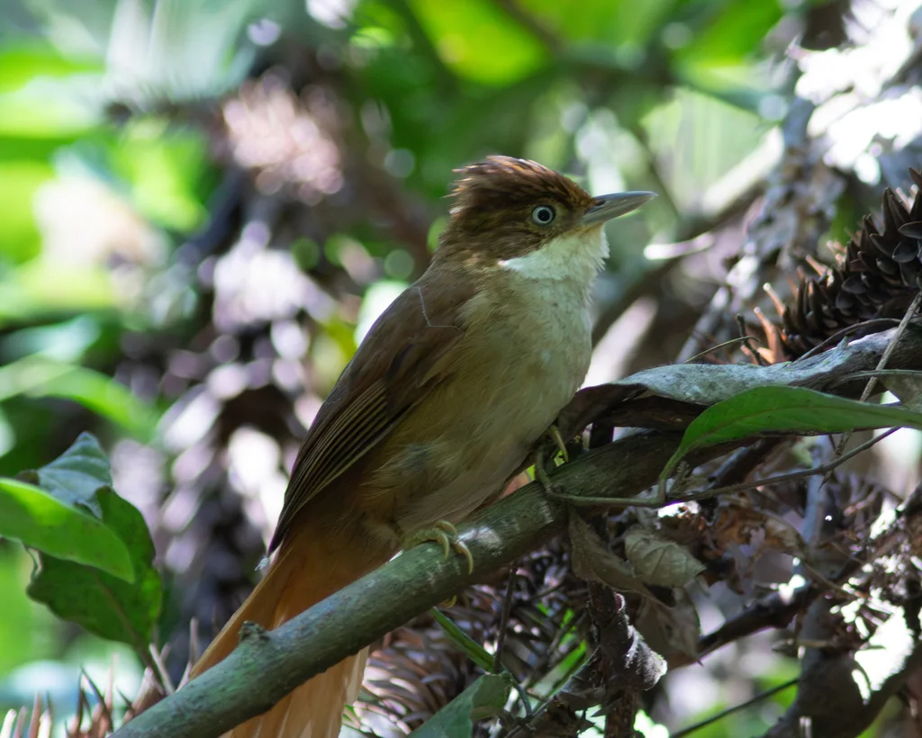 白眼拾叶雀(Automolus leucophthalmus)