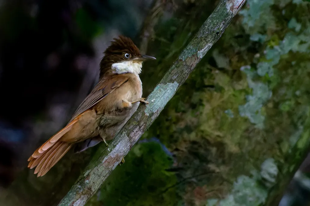 白眼拾叶雀(Automolus leucophthalmus)
