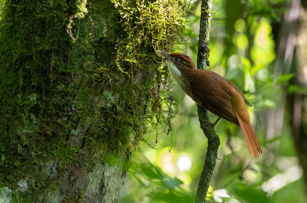 白眼拾叶雀(Automolus leucophthalmus)