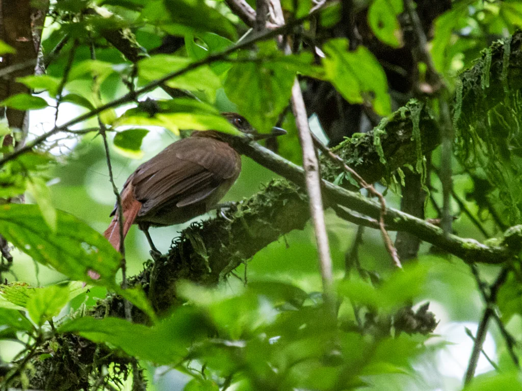 褐腰拾叶雀(Automolus melanopezus)