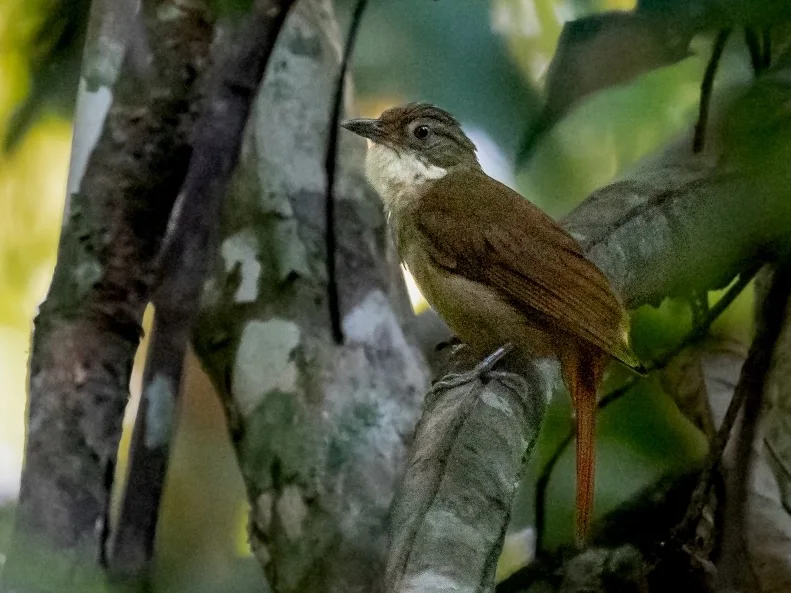 帕拉拾叶雀(Automolus paraensis)