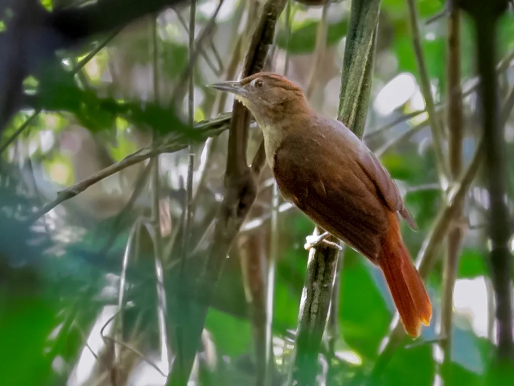栗冠拾叶雀(Automolus rufipileatus)