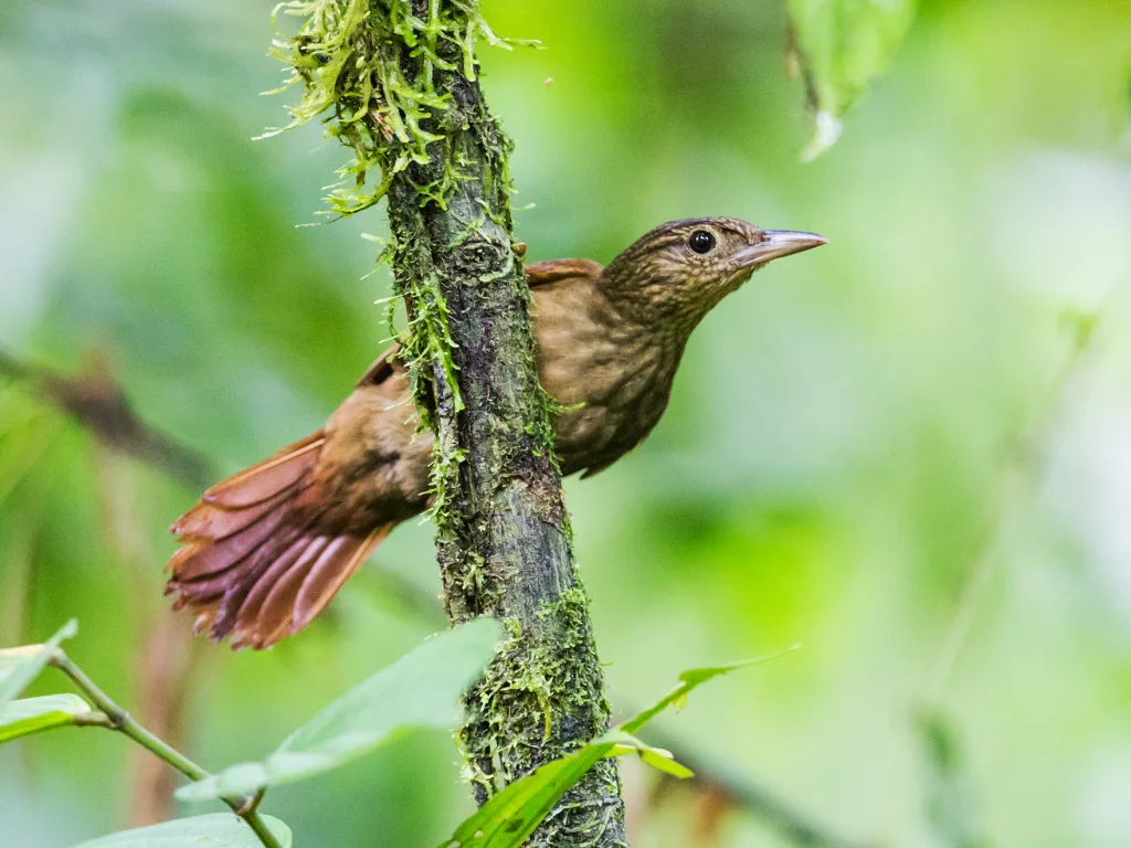 西条纹拾叶雀(Automolus virgatus)