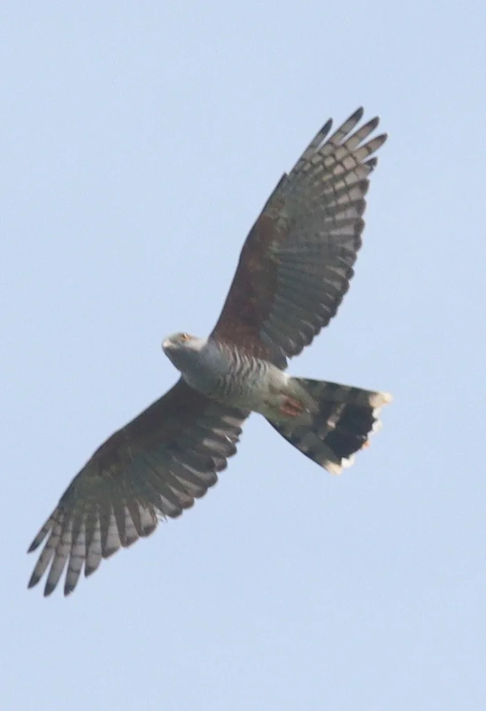 非洲鹃隼(Aviceda cuculoides)