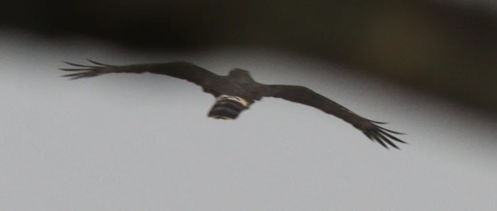 非洲鹃隼(Aviceda cuculoides)