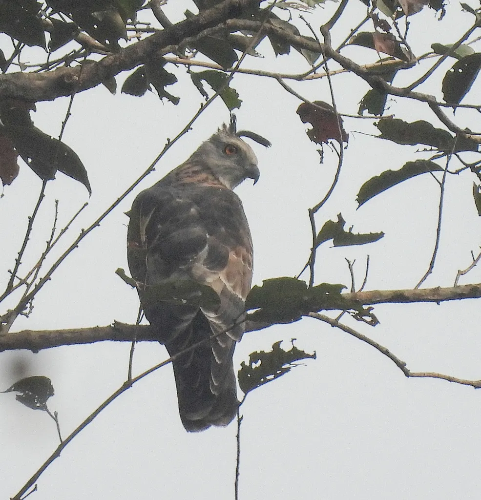 褐冠鹃隼（Aviceda jerdoni）