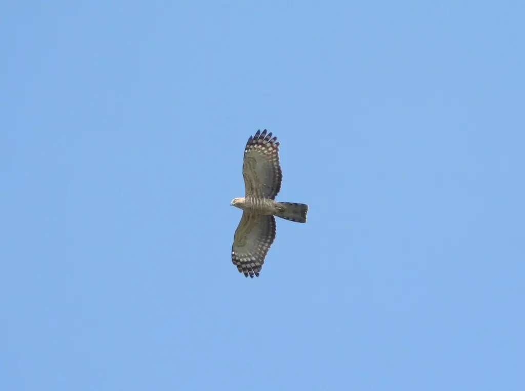 褐冠鹃隼（Aviceda jerdoni）