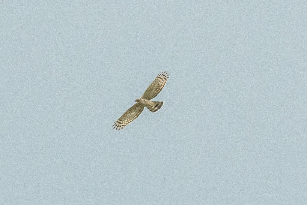 褐冠鹃隼（Aviceda jerdoni）