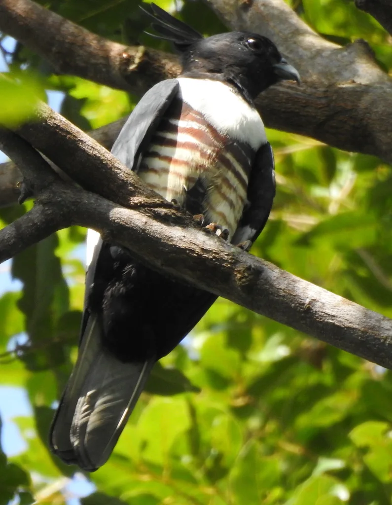 黑冠鹃隼(Aviceda leuphotes)