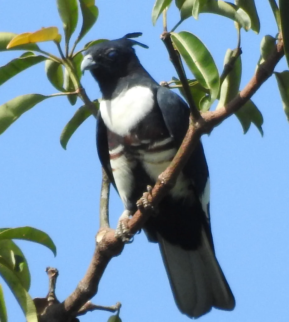 黑冠鹃隼(Aviceda leuphotes)