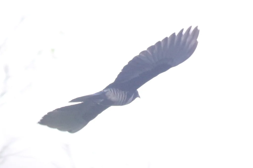 黑冠鹃隼(Aviceda leuphotes)