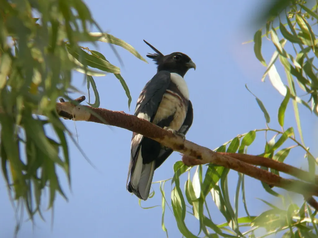 黑冠鹃隼(Aviceda leuphotes)