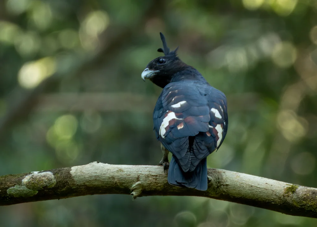 黑冠鹃隼(Aviceda leuphotes)