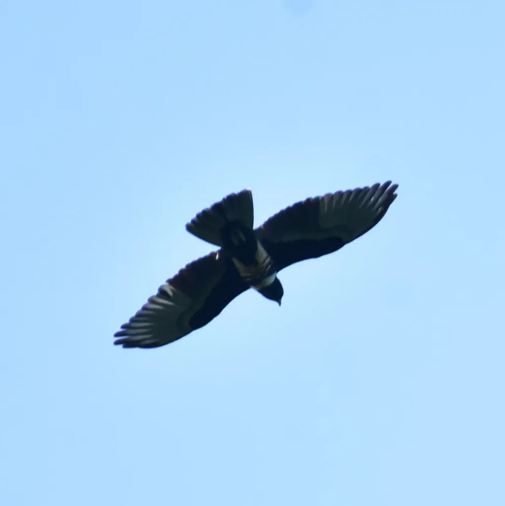 黑冠鹃隼(Aviceda leuphotes)