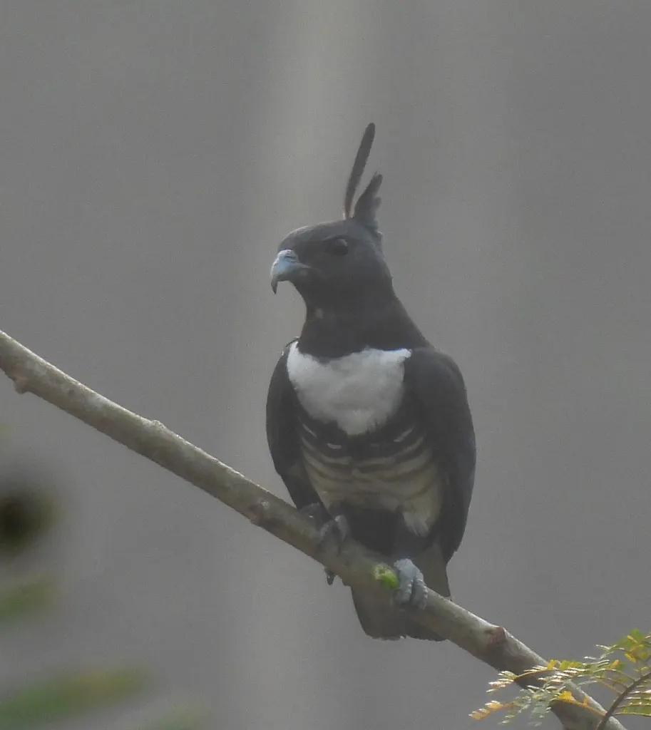 黑冠鹃隼(Aviceda leuphotes)