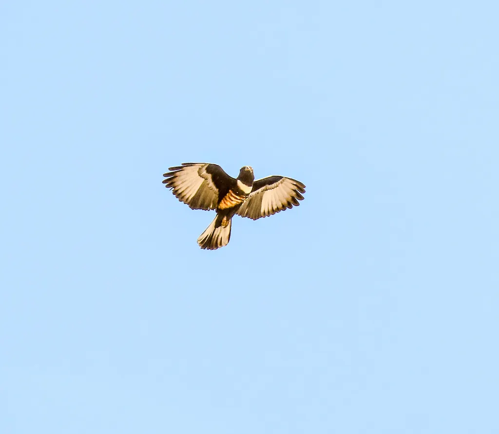黑冠鹃隼(Aviceda leuphotes)