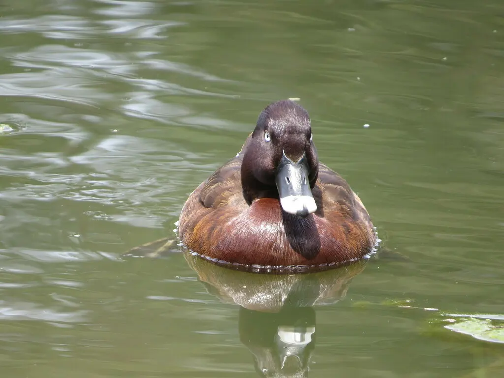 澳洲潜鸭(Aythya australis)