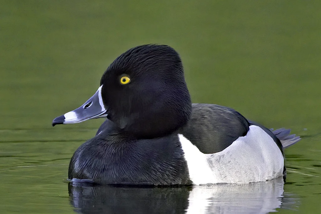 环颈潜鸭(Aythya collaris)