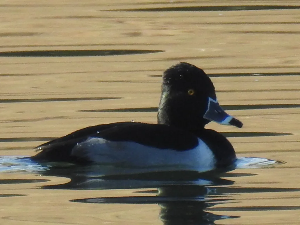 环颈潜鸭(Aythya collaris)