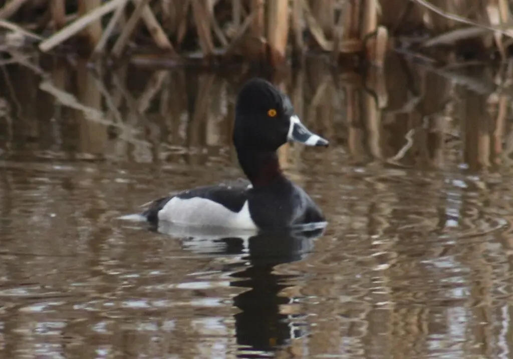 环颈潜鸭(Aythya collaris)