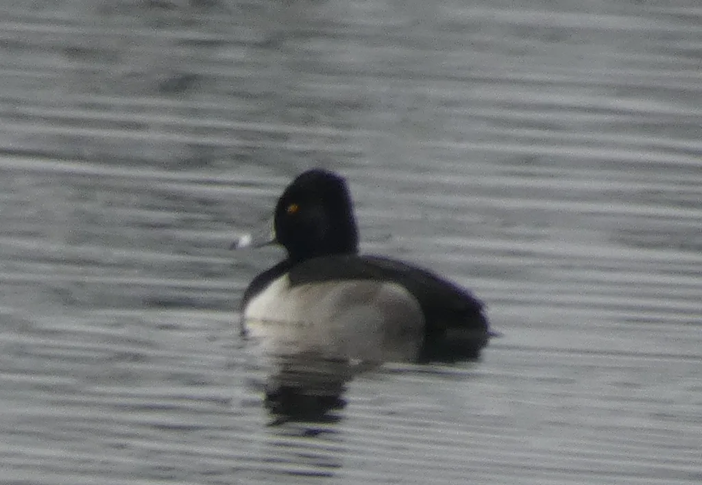 环颈潜鸭(Aythya collaris)