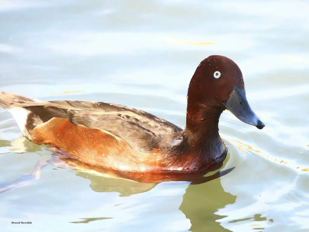 白眼潜鸭(Aythya nyroca)