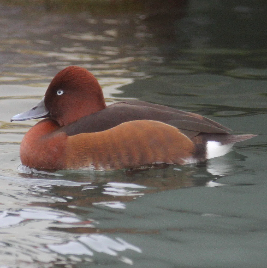 白眼潜鸭(Aythya nyroca)