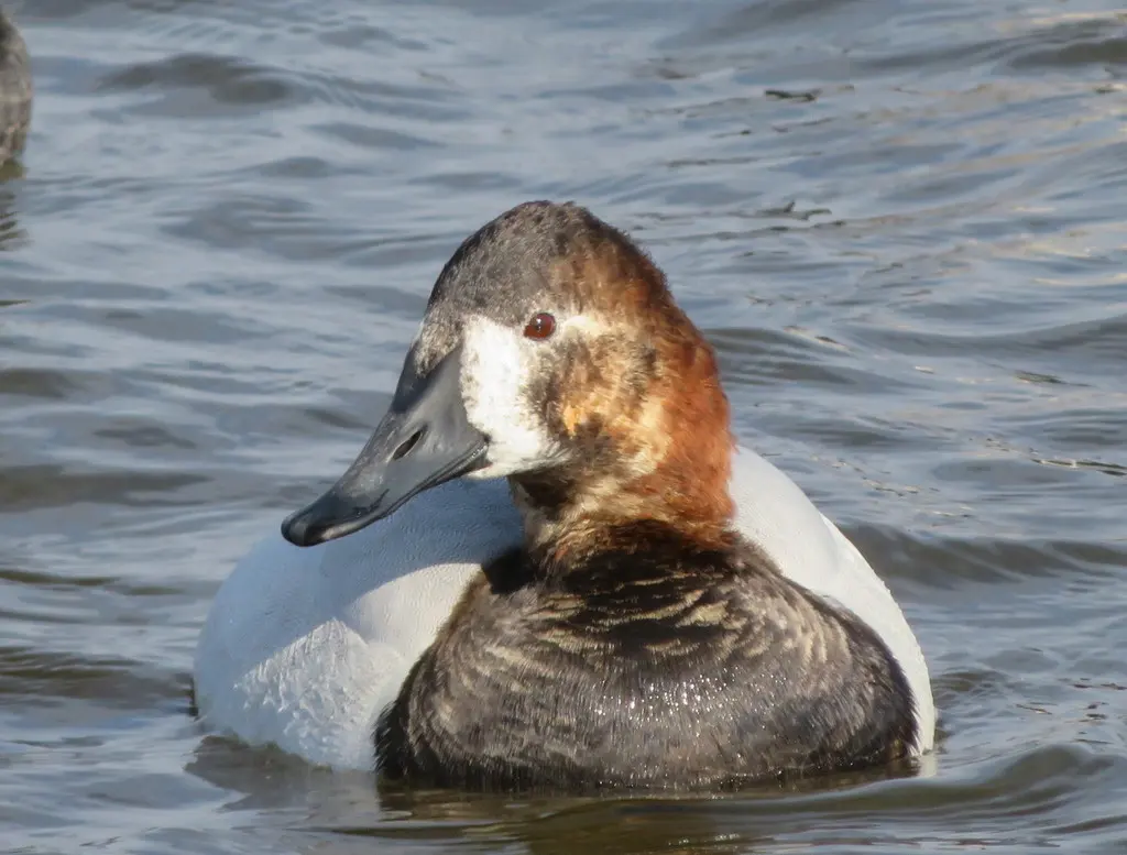 帆背潜鸭(Aythya valisineria)