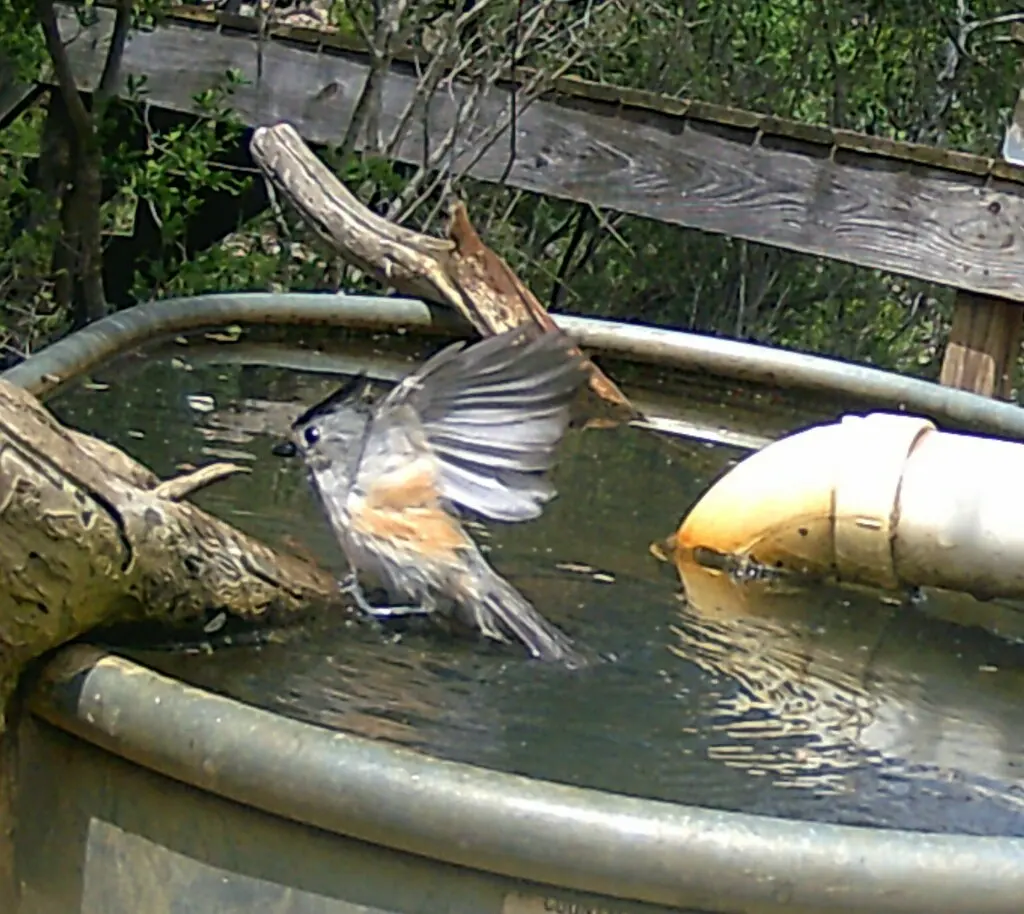 黑冠凤头山雀(Baeolophus atricristatus)