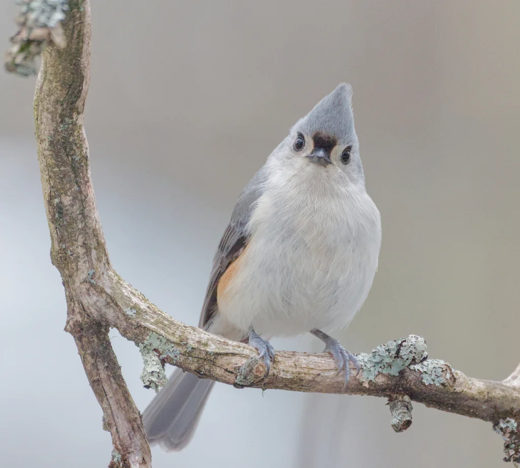 美洲凤头山雀(Baeolophus bicolor)