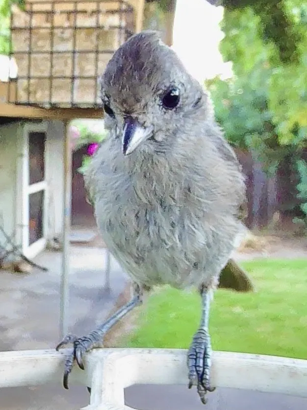 纯色冠山雀(Baeolophus inornatus)