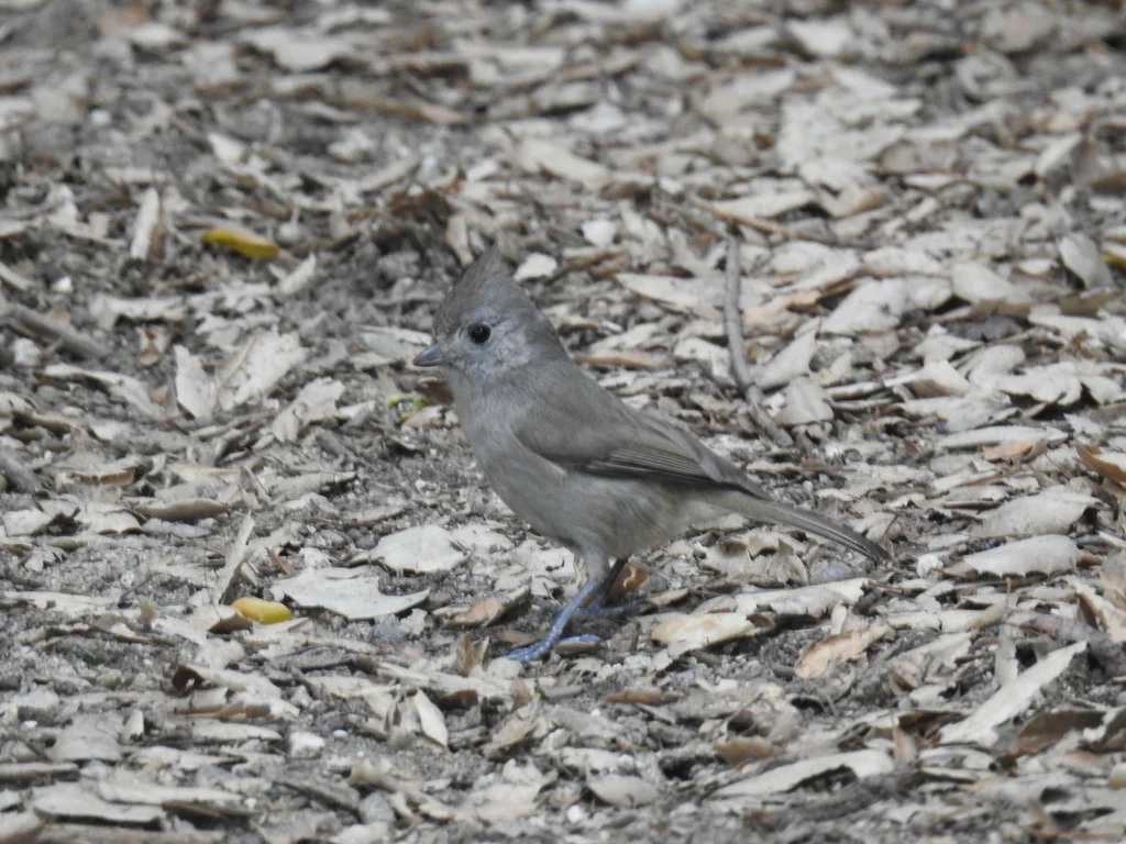 纯色冠山雀(Baeolophus inornatus)